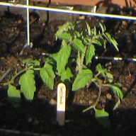 Newly planted tomato