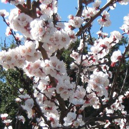 Apricot blossoms
