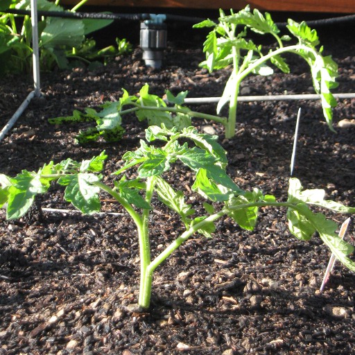 Newly planted Cherokee Purple tomatoes