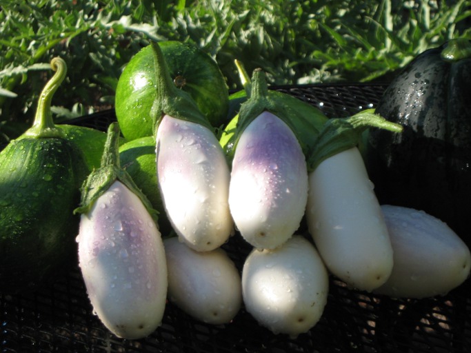 Eggplants and squash