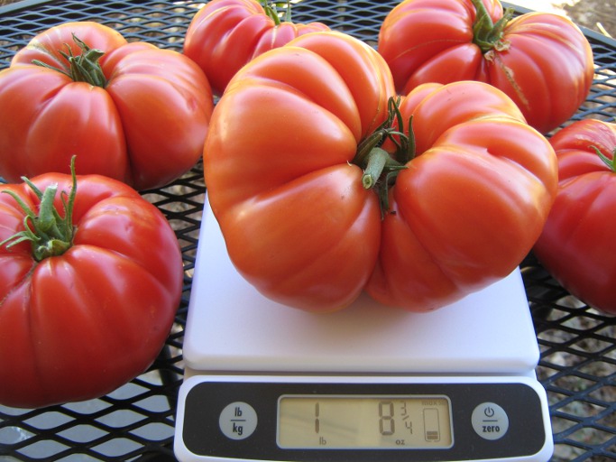 lots of big tomatoes