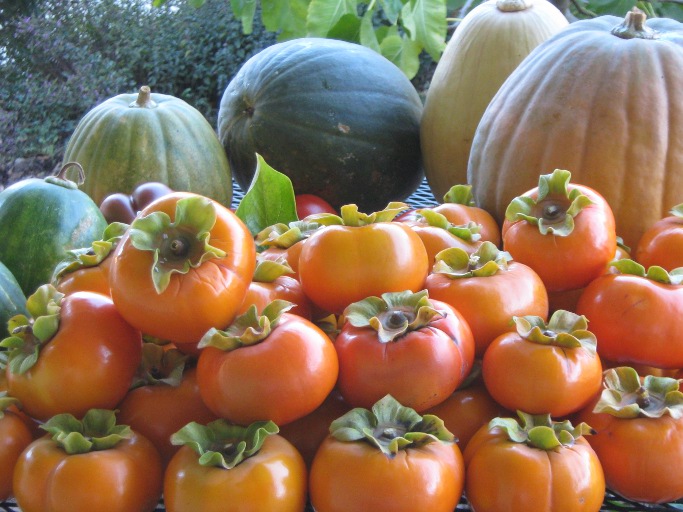 Lots of persimmons