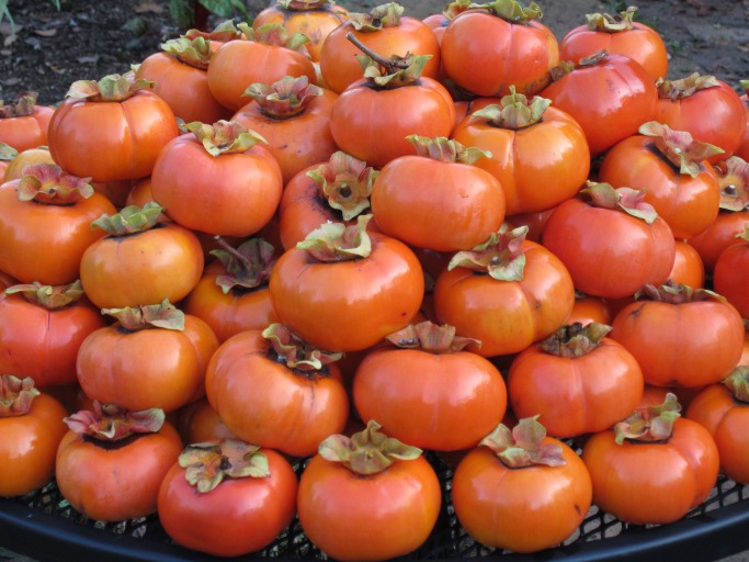 Lots of persimmons