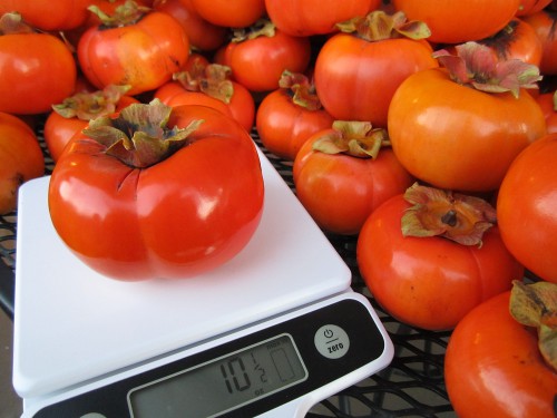 A big persimmon