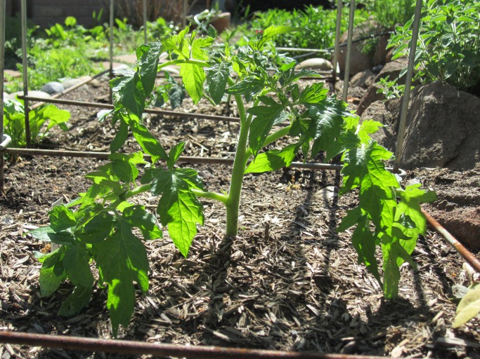 Newly planted tomatoes