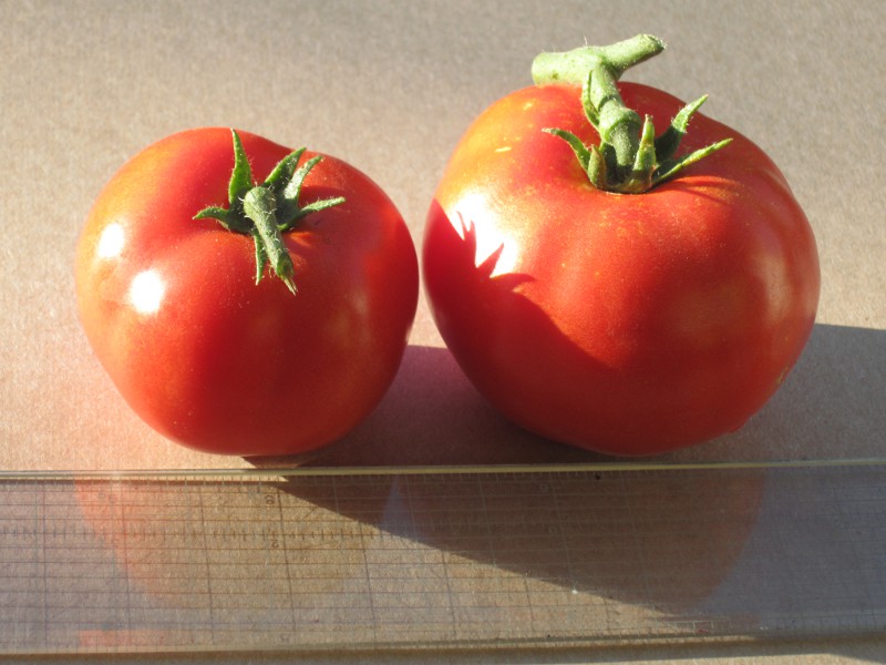 Tomatoes