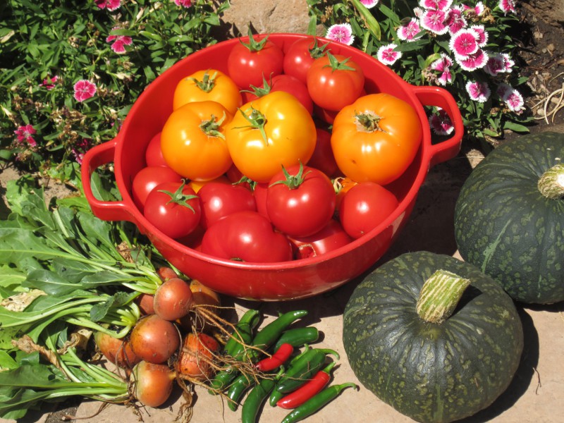 Lots of tomatoes and more