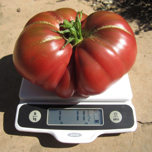 Big tomato
