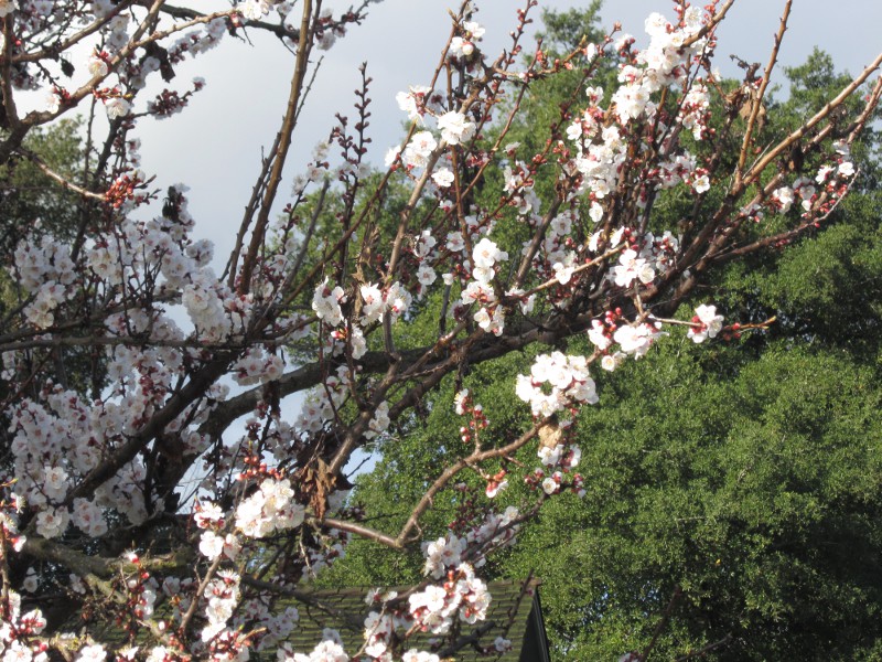Apricot blossoms