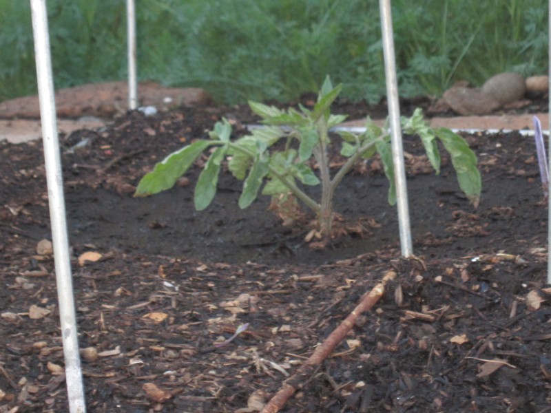 Newly planted tomato