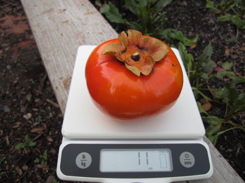 Big persimmon