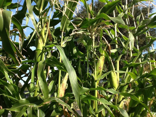 'Silver Queen' sweet corn