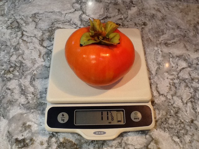 Biggest persimmon november 2015