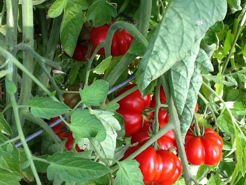 lots of tomatoes ripening