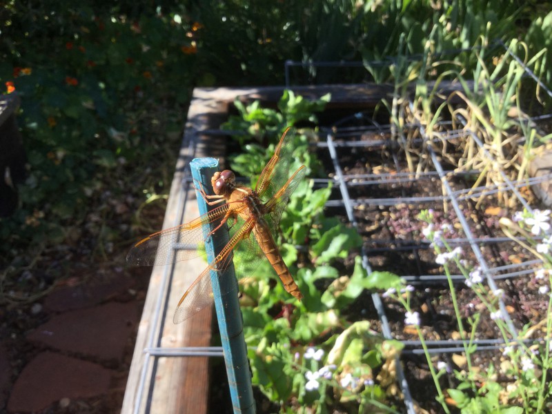 Dragonfly