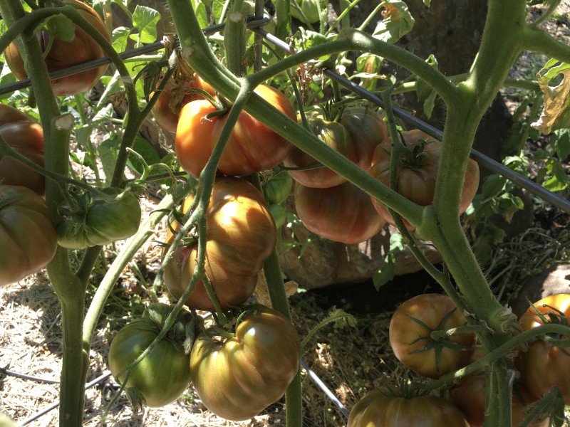 lots of tomatoes ripening