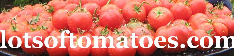 lots of tomatoes - lotsoftomatoes.com